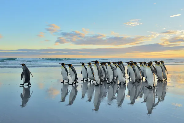 Antarctica & South Georgia